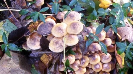 Autunno (2)