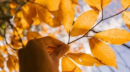 Autunno - pexels-marta-wave-5876181