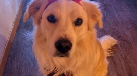 Cane natalizio