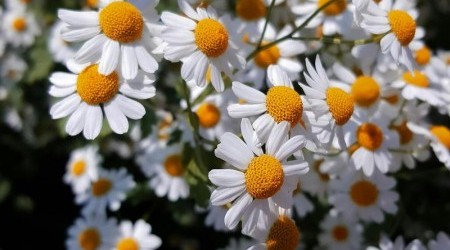 Margherite pexels-nihan-k-949286284-32344844