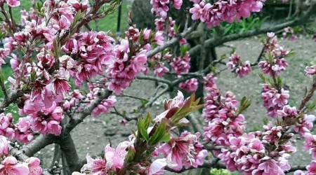Primavera - fiori pesco