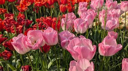 Tulipani pexels-lauraparenti-35655346