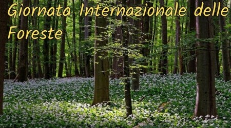 giornata-internazionale-delle-foreste