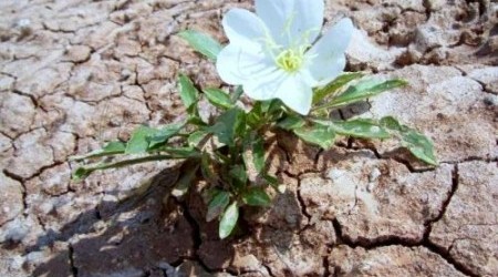 fiore-del-deserto