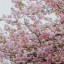 Aprile pexels-anfisa-eremina-1021202-2183863