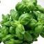 Basilico