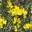 Fiori (2)
