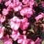 Fiori (3)