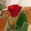 Fiori - rosa