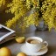 Mimosapexels-nati-87264186-30832962
