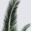 Palme - pexels-lizromo24-1999579