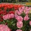 Tulipani pexels-lauraparenti-35655346