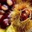 castagne-1024x576